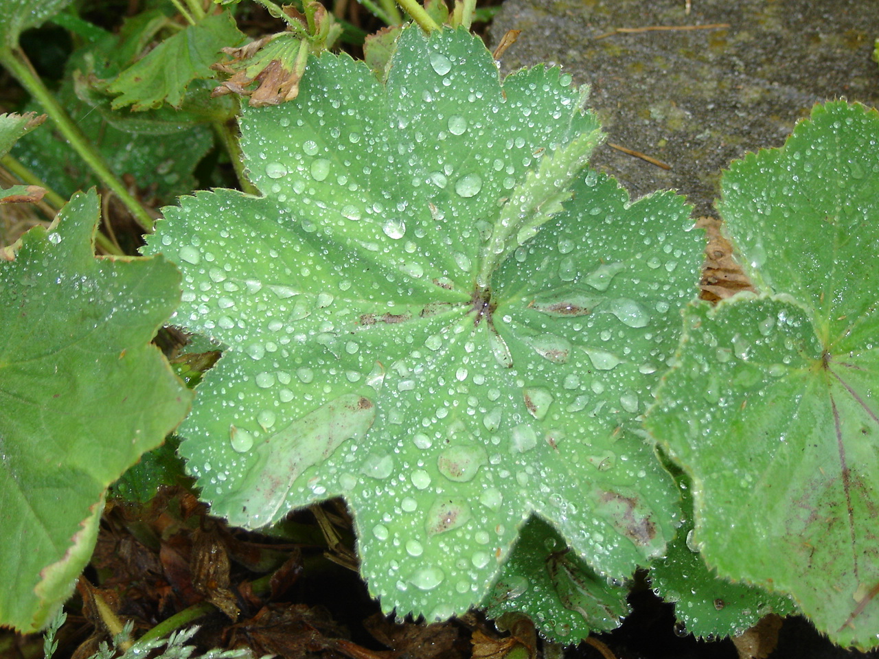 Fonds d'cran Nature Feuilles - Feuillages sans