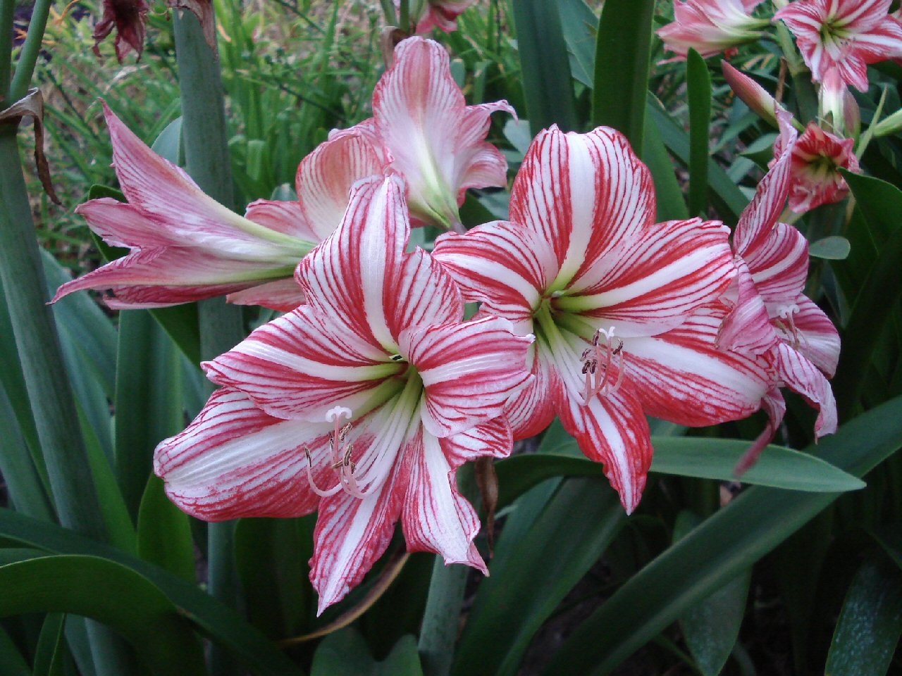 Wallpapers Nature Flowers La Estancia