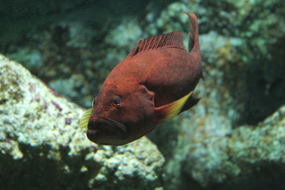 Wallpapers Animals Sealife - Fishes 