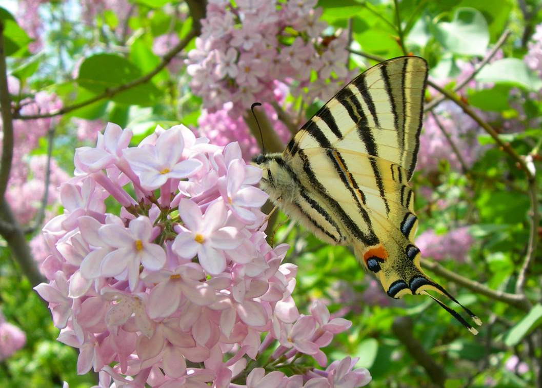 Wallpapers Animals Insects - Butterflies Papillon