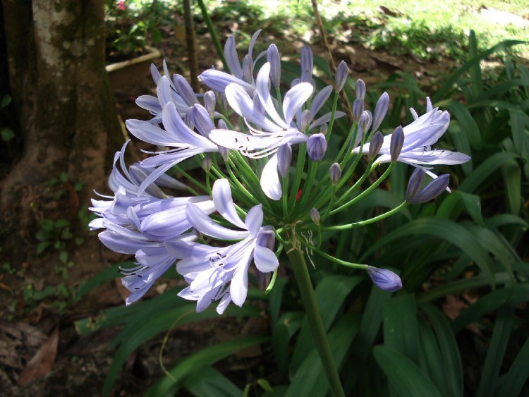 Fonds d'cran Nature Fleurs  l'Institut