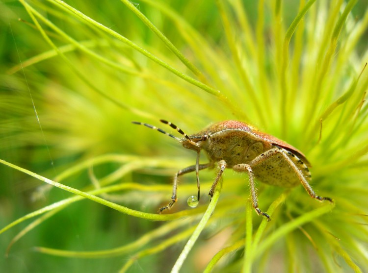 Wallpapers Animals Insectes - Bugs Punaise