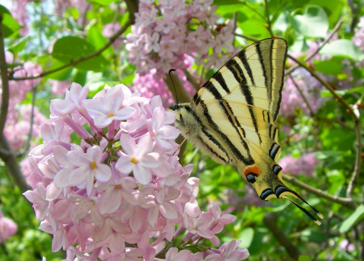 Wallpapers Animals Insects - Butterflies Papillon