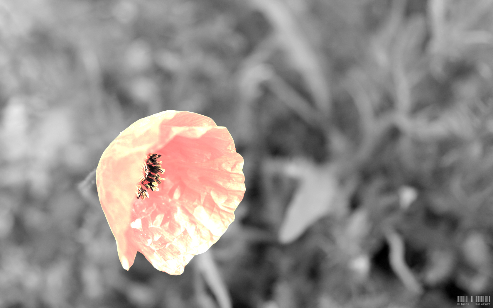 Fonds d'cran Nature Fleurs Coquelicot