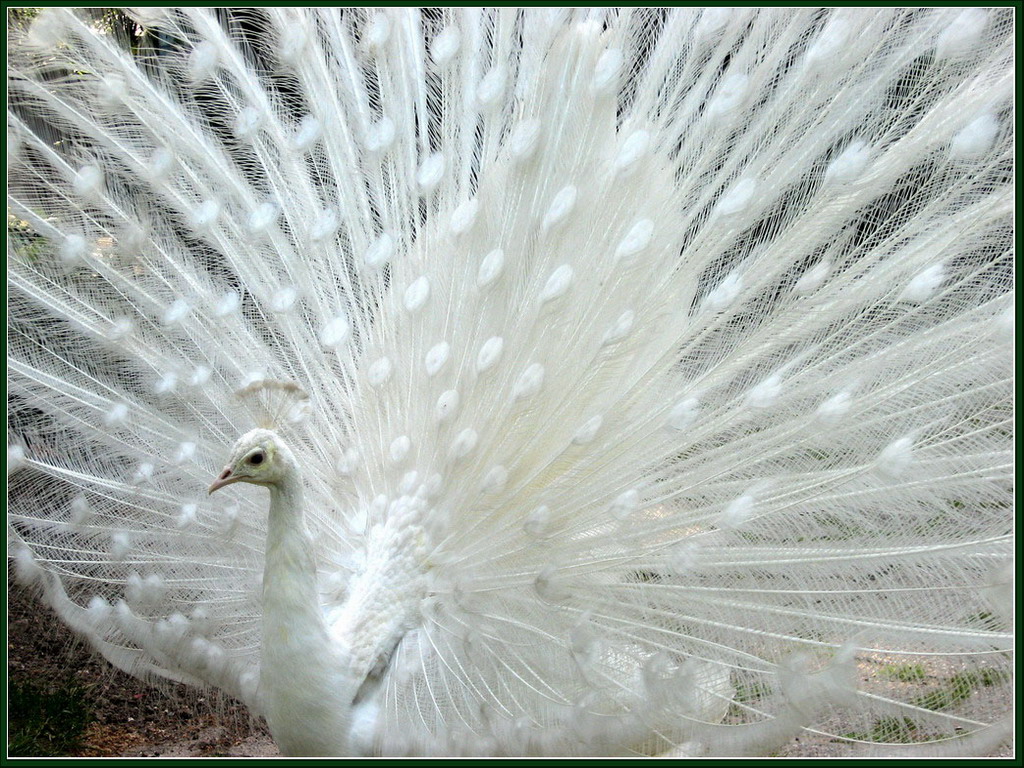 Wallpapers Animals Birds - Peacocks Paon blanc 5a