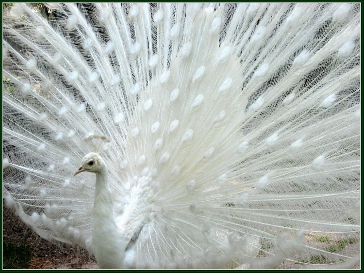 Fonds d'cran Animaux Oiseaux - Paons Paon blanc 5a