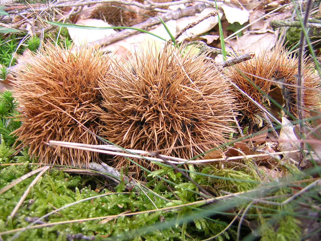 Fonds d'cran Nature Fruits Chateignes