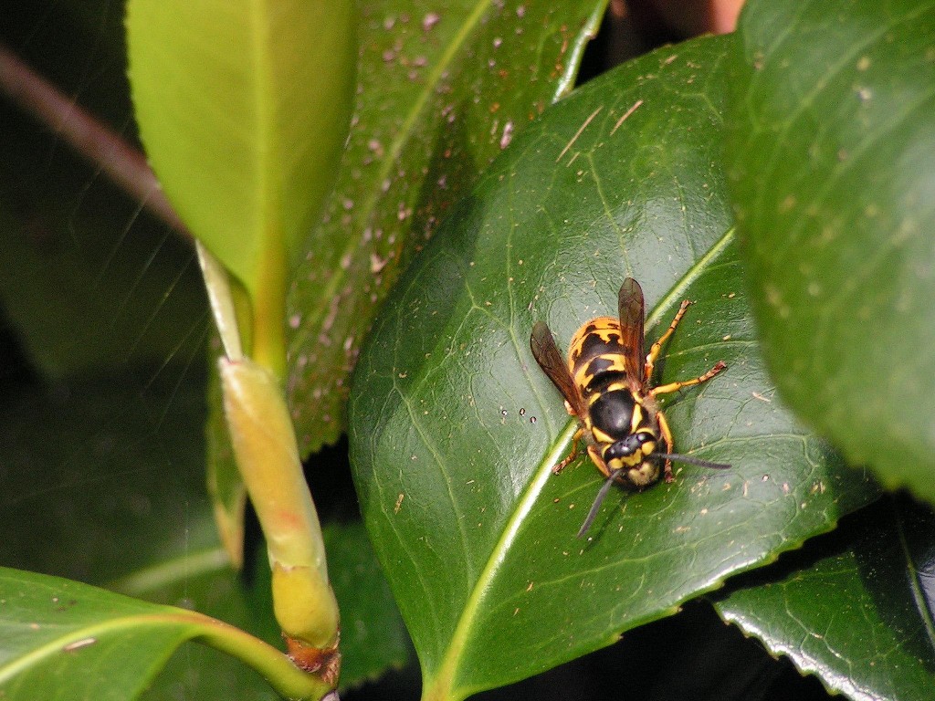 Fonds d'cran Animaux Insectes - Abeilles Gupes ... Gupe