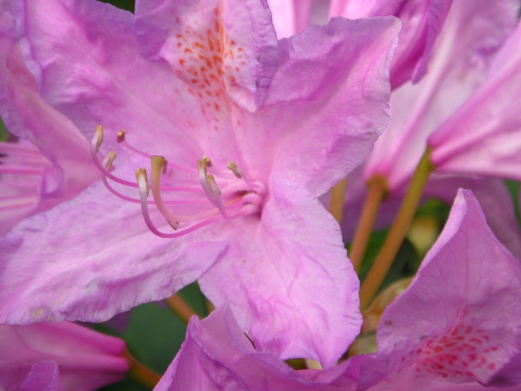 Wallpapers Nature Flowers rhodendron