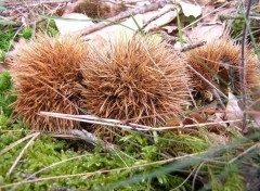 Fonds d'cran Nature Chateignes