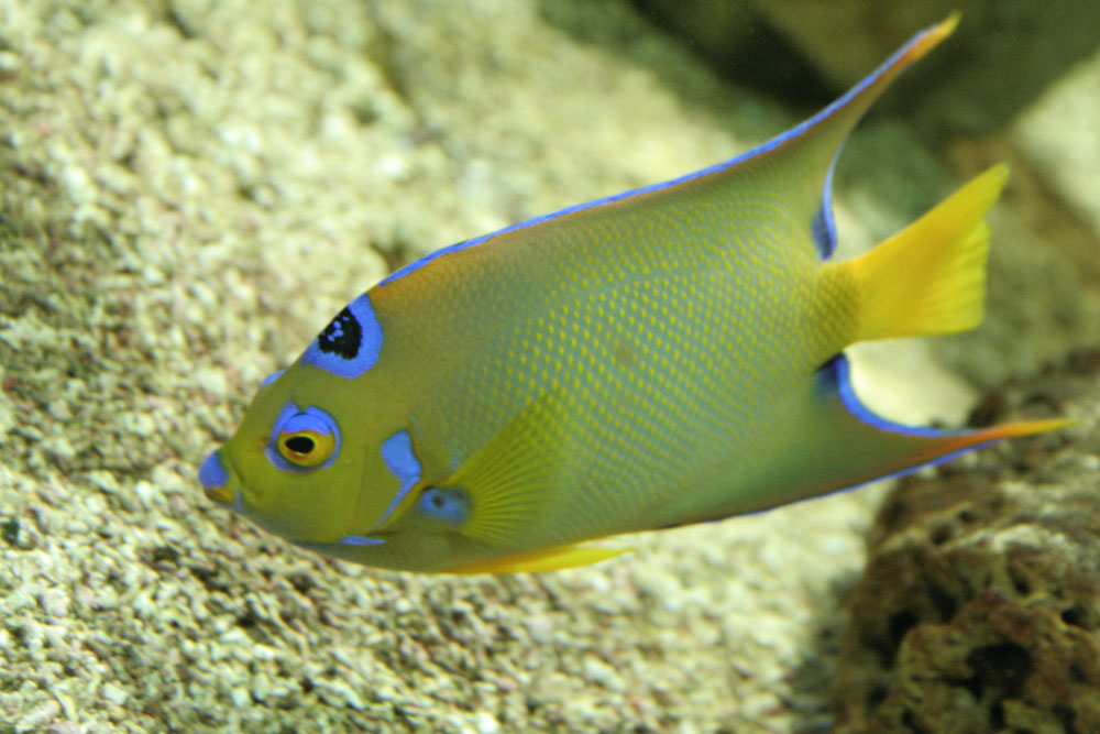 Wallpapers Animals Sealife - Fishes 