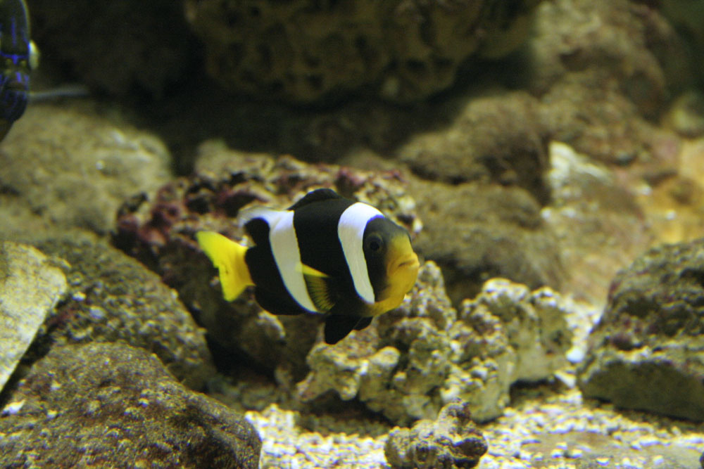 Fonds d'cran Animaux Vie marine - Poissons 