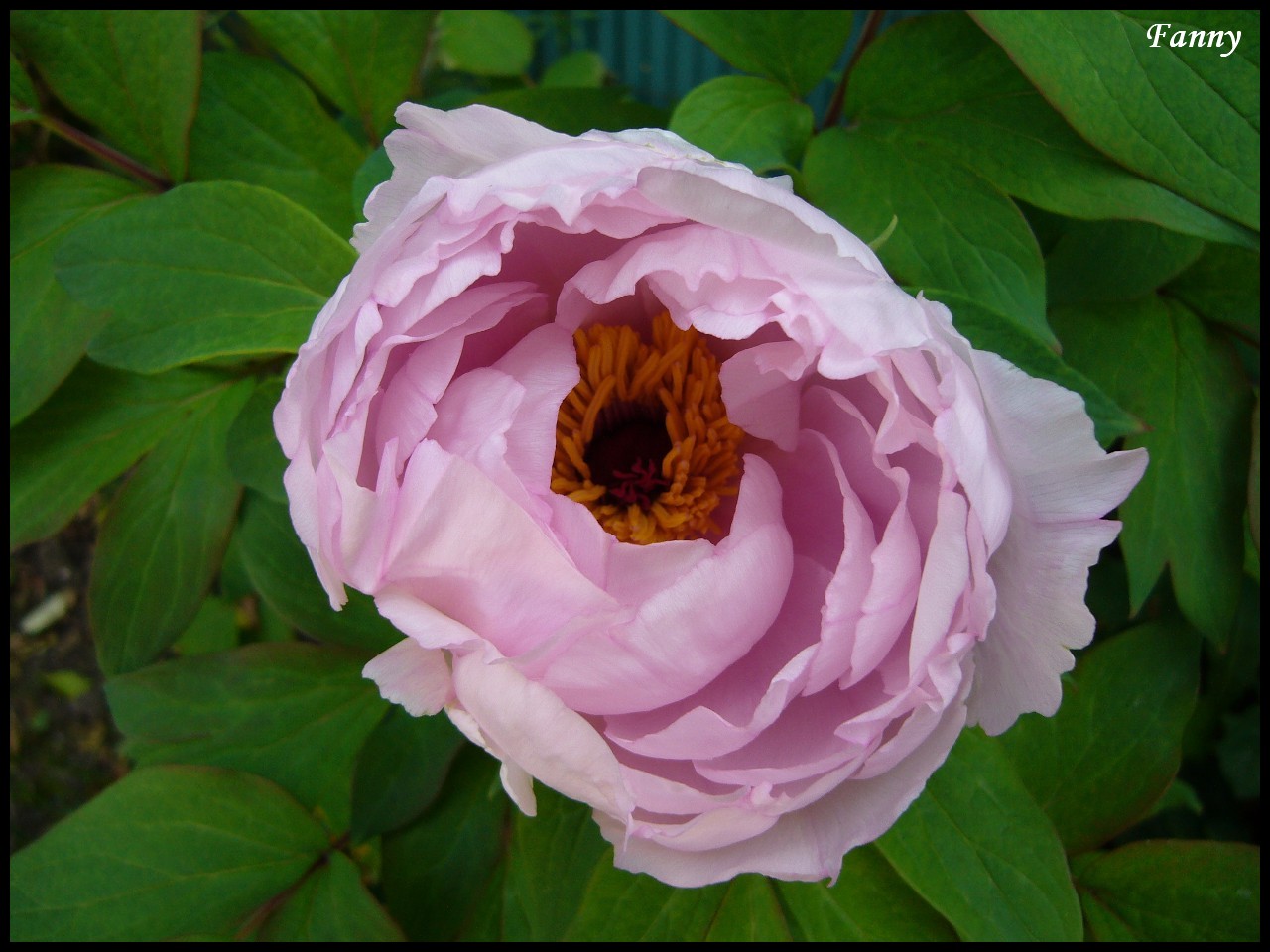 Fonds d'cran Nature Fleurs Pivoine