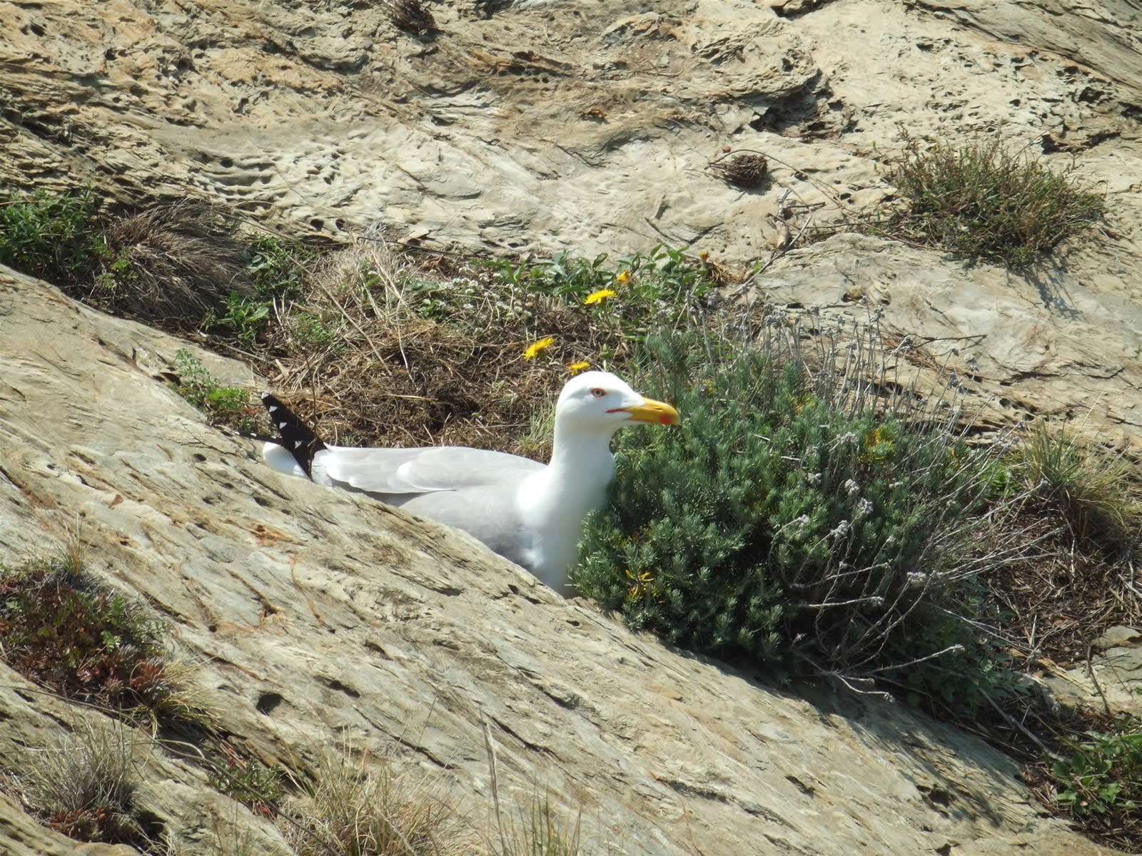 Fonds d'cran Animaux Oiseaux - Mouettes et Golands Mouette couvrant ses oeufs...