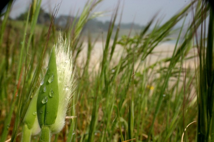 Fonds d'cran Nature Herbes Herbes en bordure de plage, prs de Pont Aven