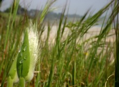 Wallpapers Nature Herbes en bordure de plage, prs de Pont Aven