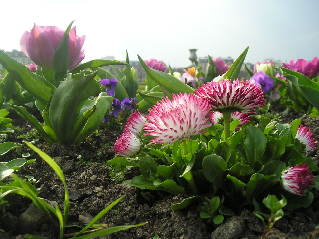 Wallpapers Nature Flowers Fleurs du parc de St germain en laye