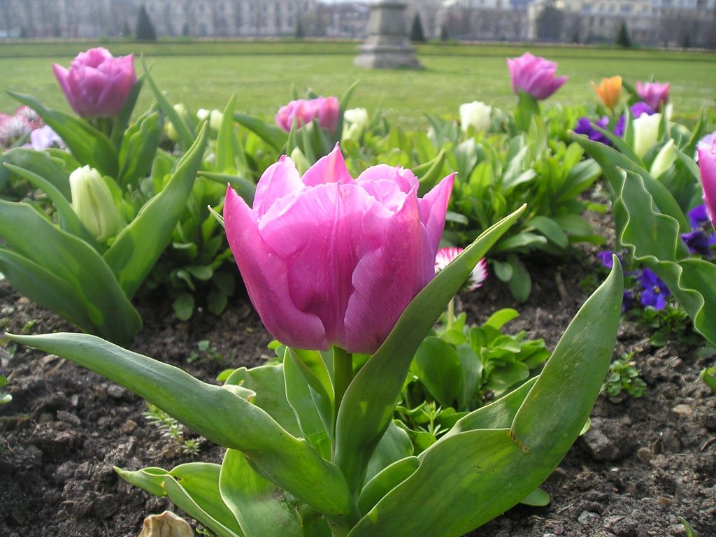 Fonds d'cran Nature Fleurs Fleur