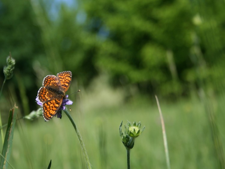 Fonds d'cran Animaux Insectes - Papillons une aprem ensoleill sa donne envie...