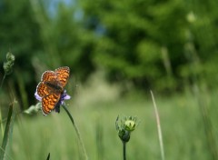 Fonds d'cran Animaux une aprem ensoleill sa donne envie...