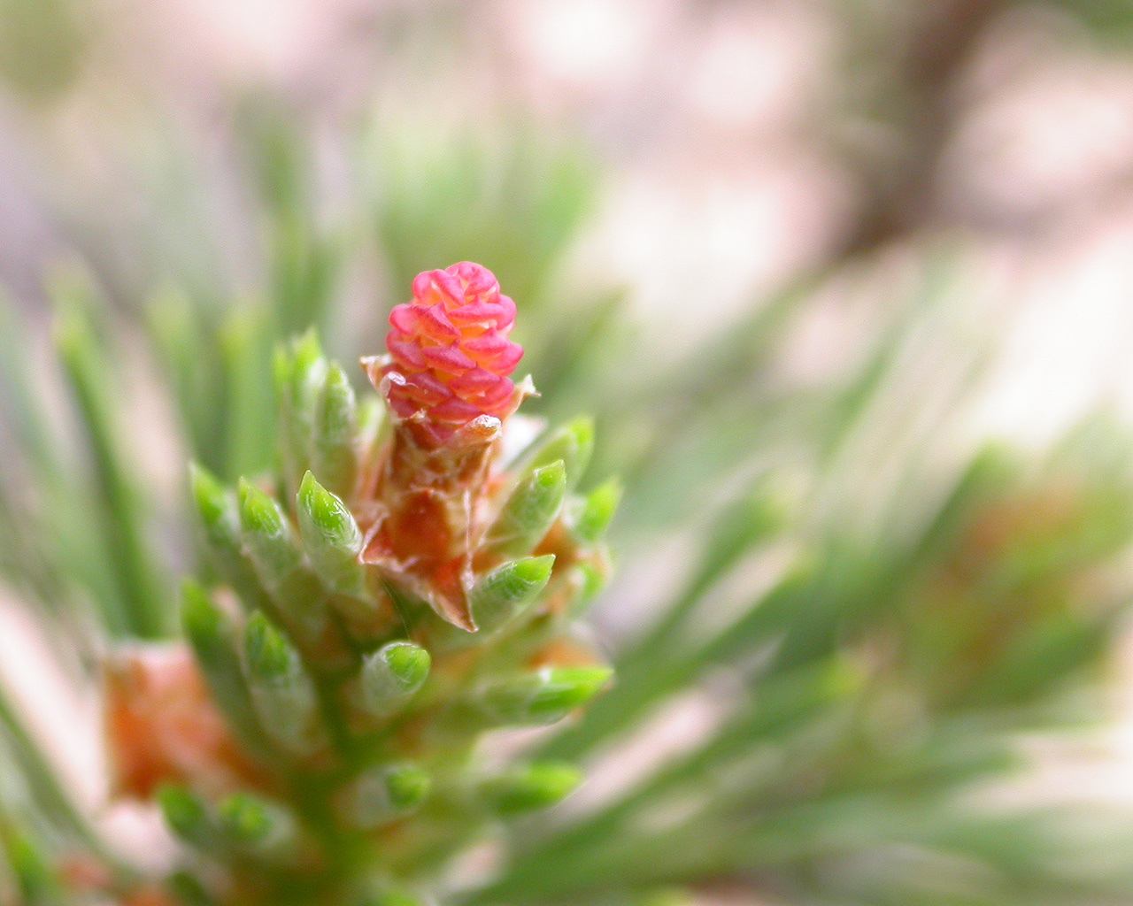 Wallpapers Nature Buds Magie du printemps