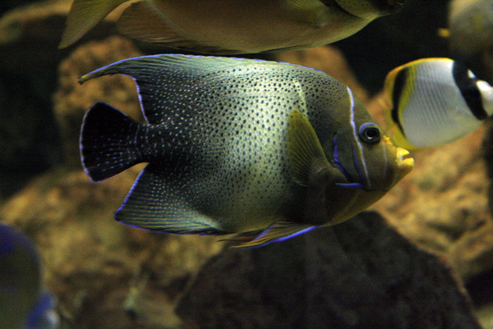 Wallpapers Animals Sealife - Fishes 