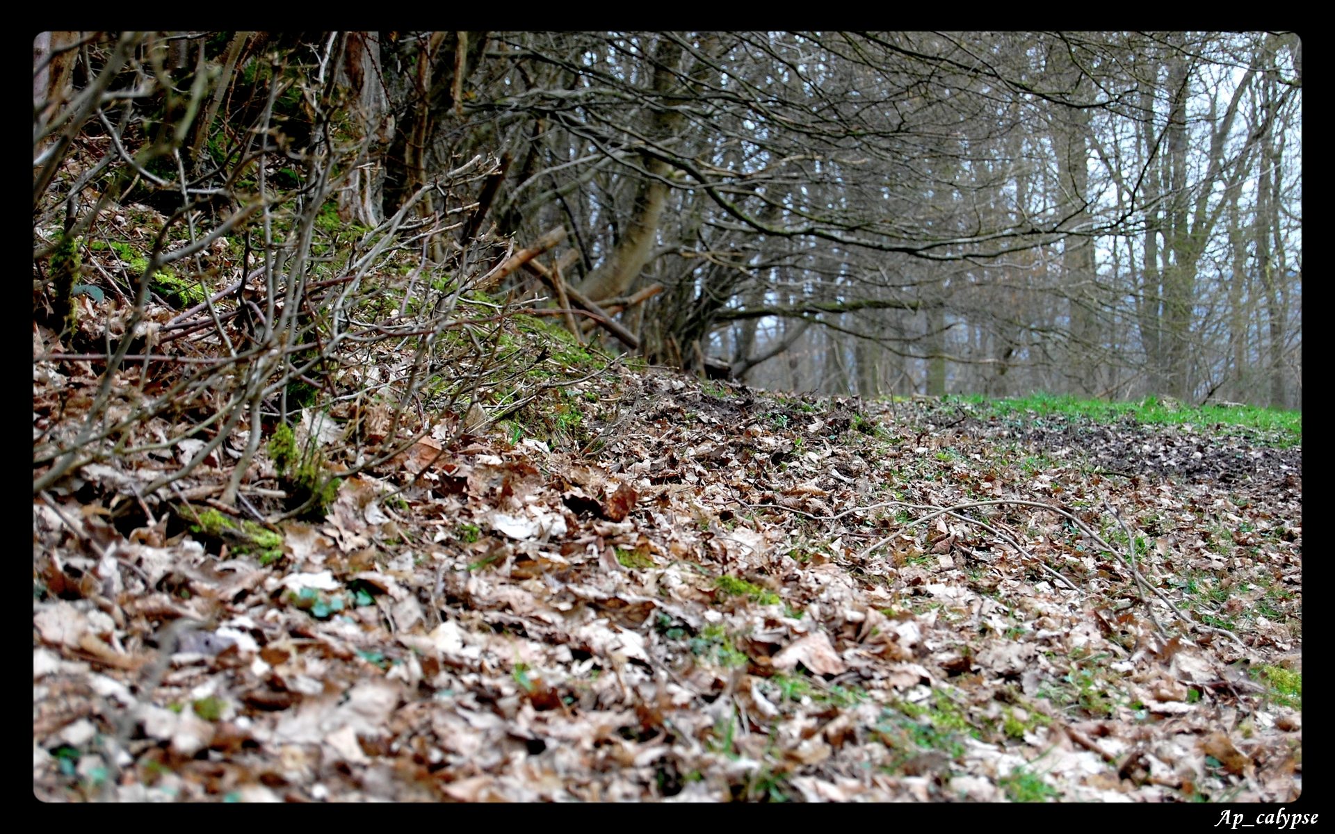 Fonds d'cran Nature Arbres - Forts Sous-bois