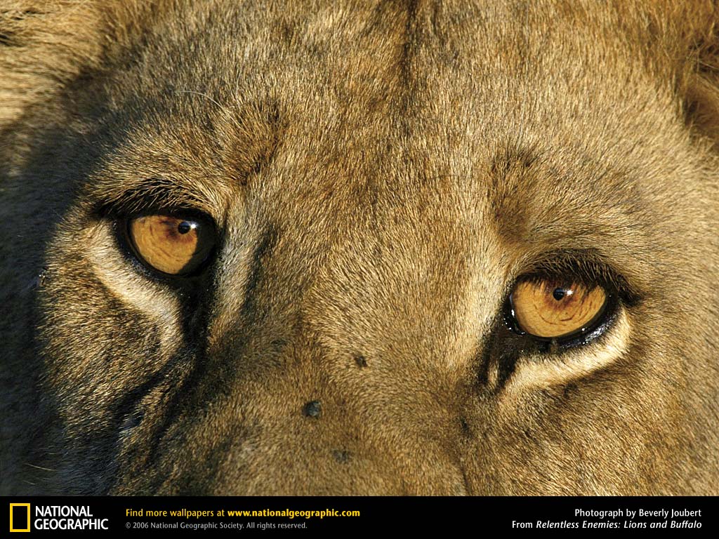 Wallpapers Animals Felines - Lions 