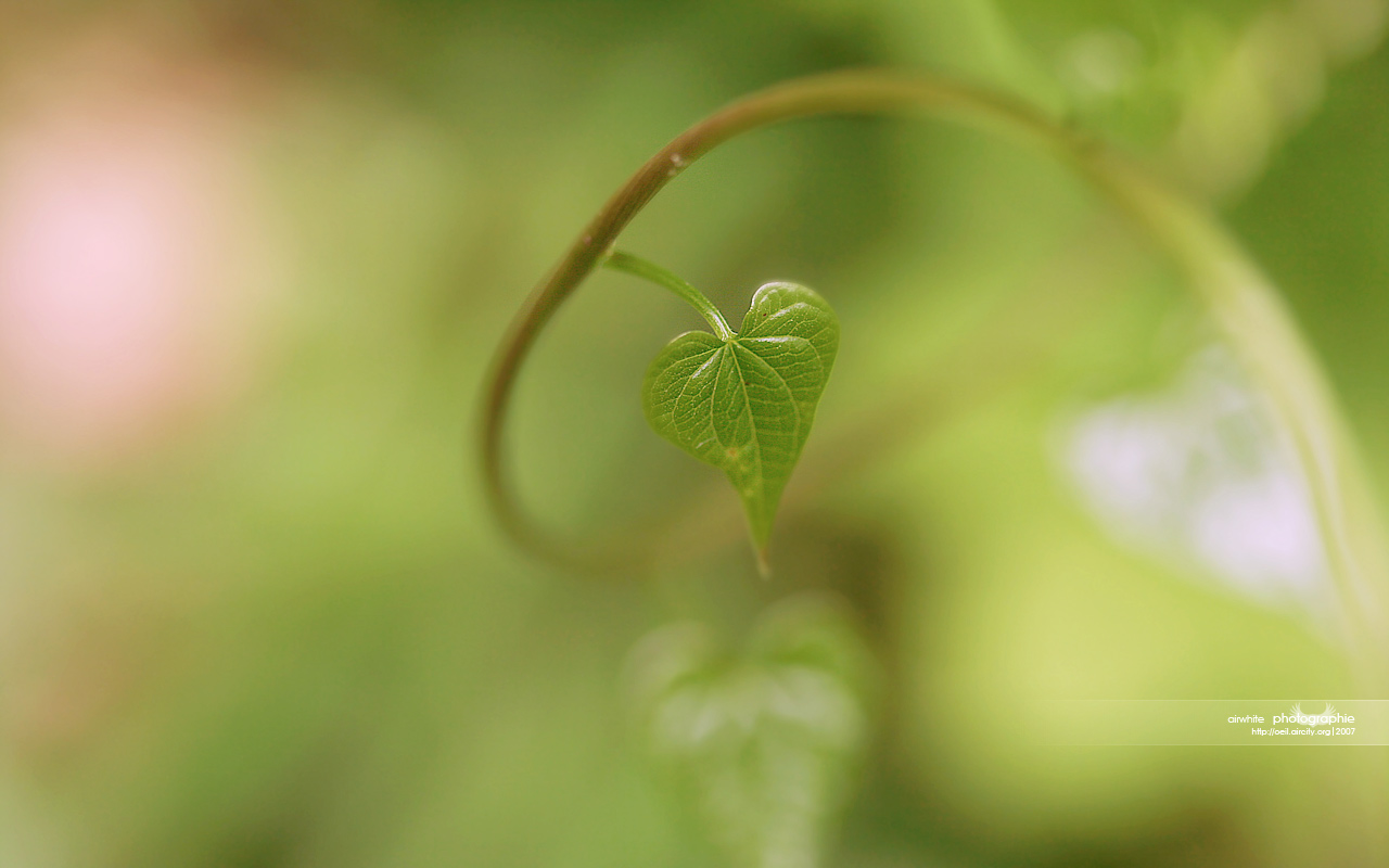 Fonds d'cran Nature Plantes - Arbustes Coeur?