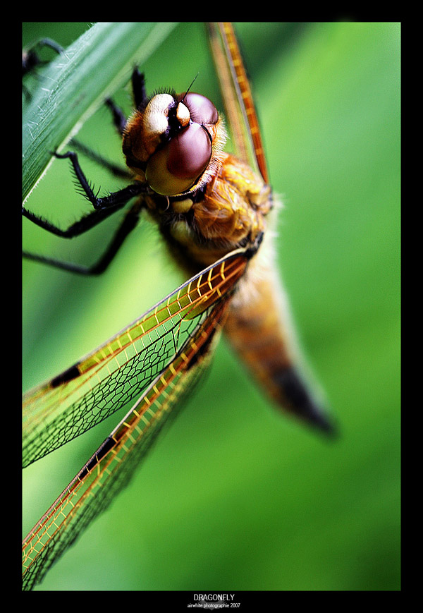 Wallpapers Animals Insects - Dragonflies Dragonfly