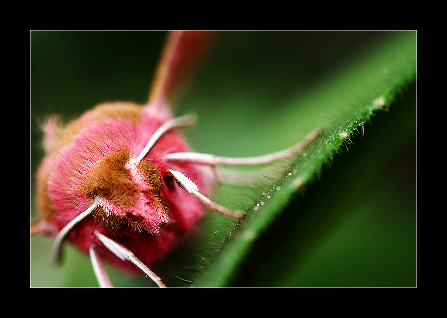 Wallpapers Animals Insects - Butterflies Contraste