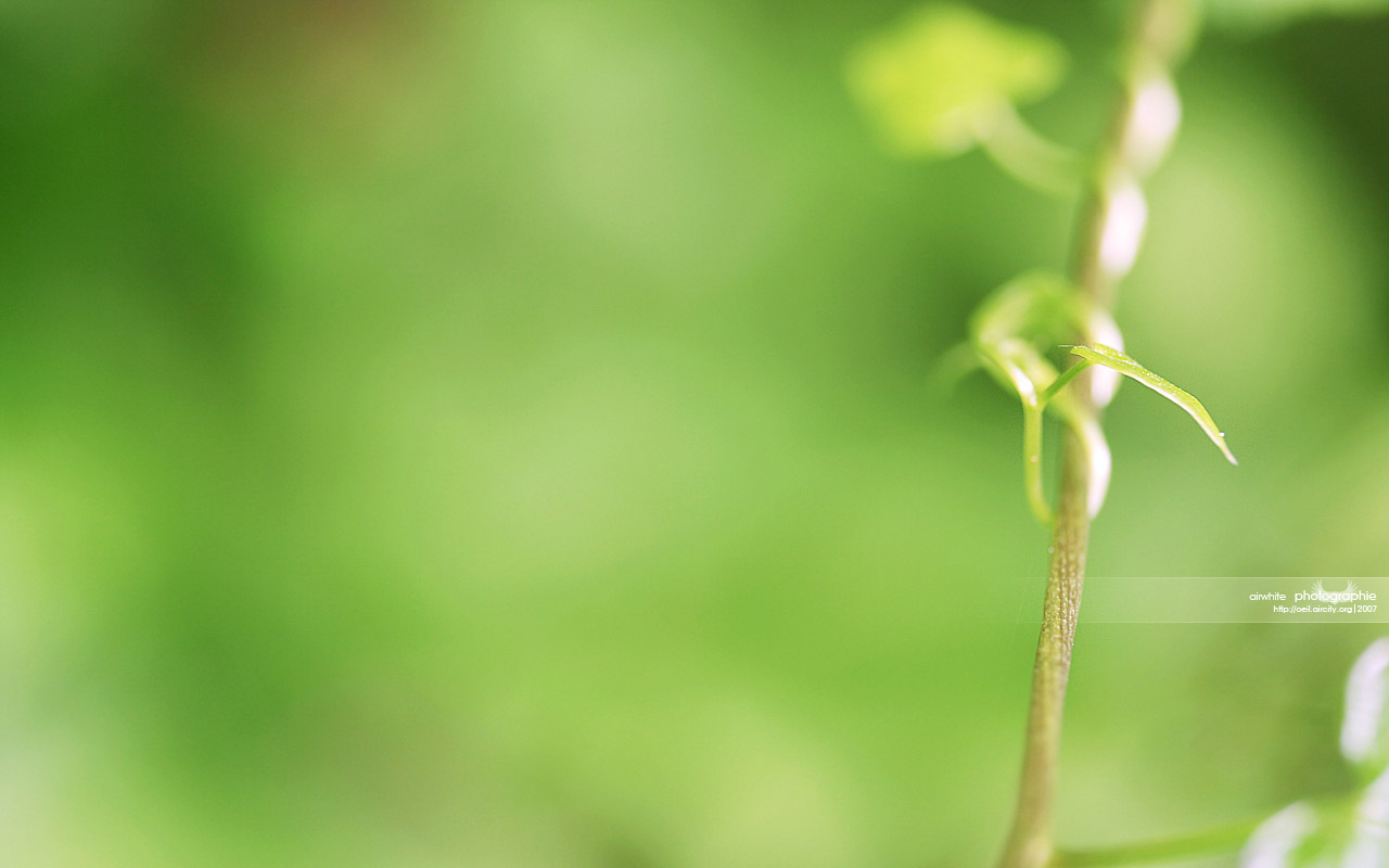 Fonds d'cran Nature Plantes - Arbustes II