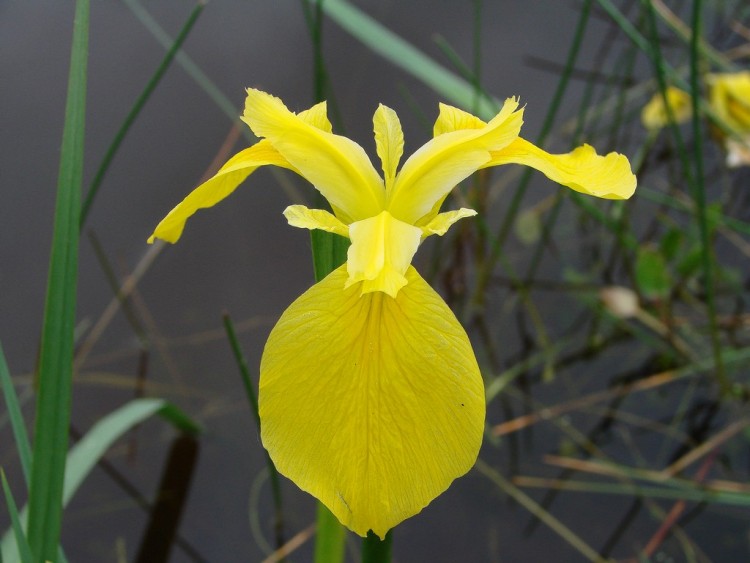 Fonds d'cran Nature Fleurs iris sauvage