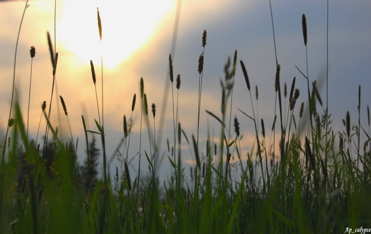 Fonds d'cran Nature Couchers et levers de Soleil Ode  Ra