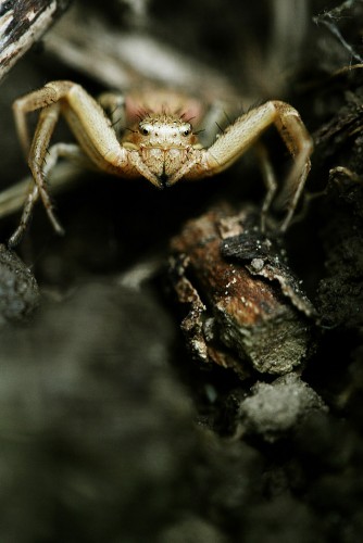 Fonds d'cran Animaux Araignes Le pige