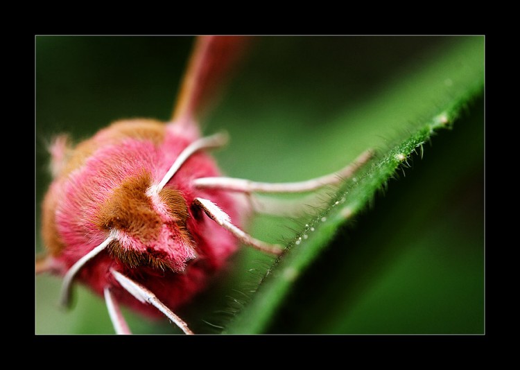 Fonds d'cran Animaux Insectes - Papillons Contraste