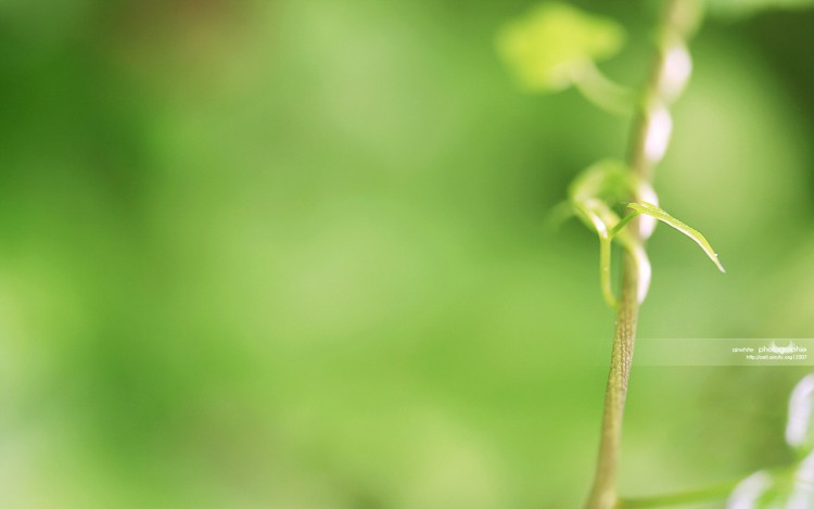 Wallpapers Nature Plants - Shrubs II