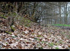 Fonds d'cran Nature Sous-bois