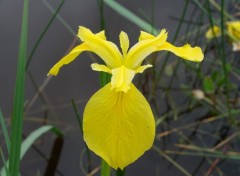 Fonds d'cran Nature iris sauvage