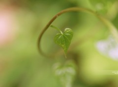 Fonds d'cran Nature Coeur?