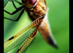 Fonds d'cran Animaux Dragonfly