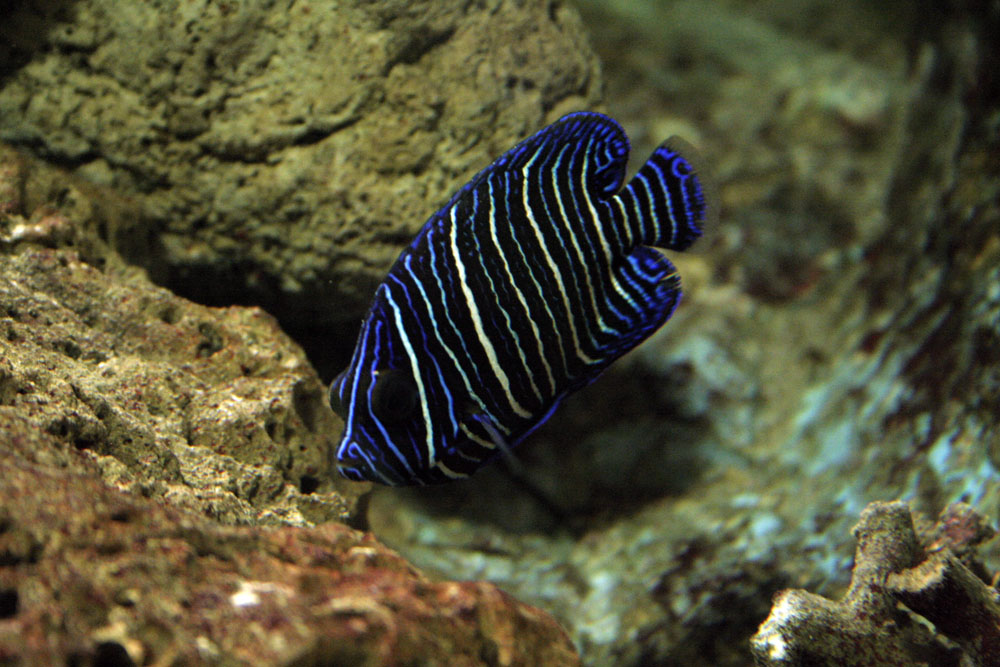 Wallpapers Animals Sealife - Fishes 