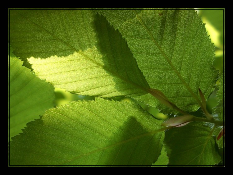 Fonds d'cran Nature Arbres - Forts Feuille