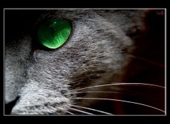 Fonds d'cran Animaux Yeux verts de chat