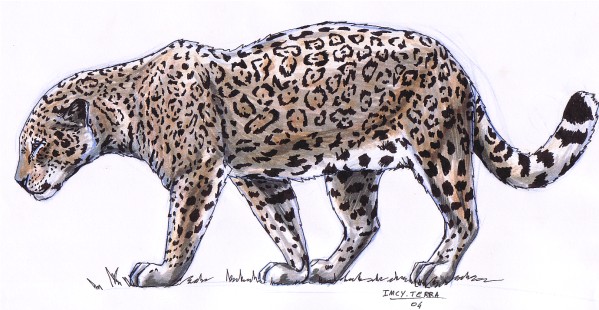 Wallpapers Art - Pencil Animals - Felines Jaguar