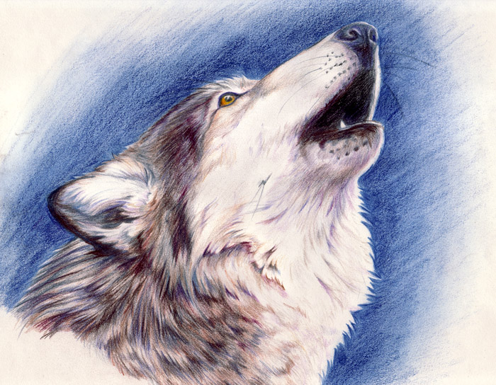 Fonds d'cran Art - Crayon Animaux - Loups Loup