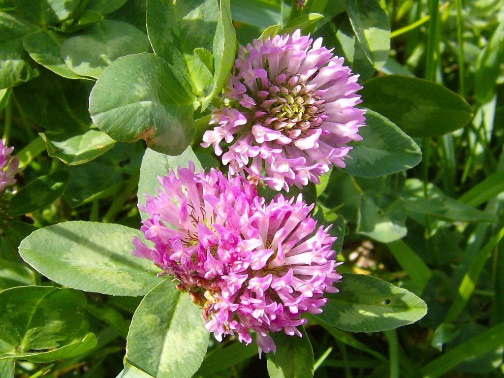 Fonds d'cran Nature Fleurs Fleur de trfle