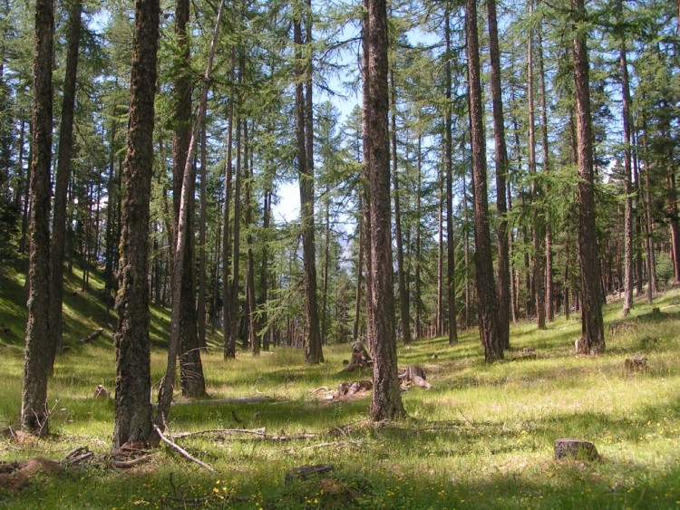 Fonds d'cran Nature Arbres - Forts Fort de mlzes dans les Hautes-Alpes