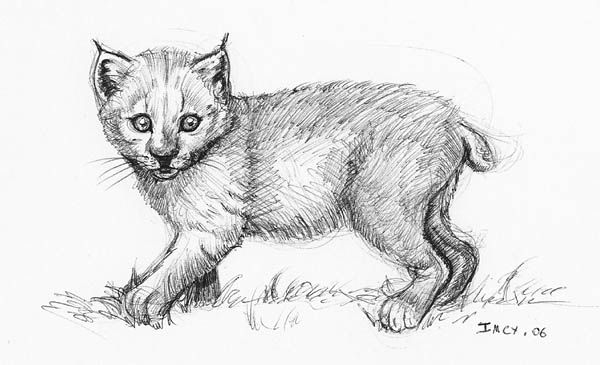 Fonds d'cran Art - Crayon Animaux - Flins lynxounet