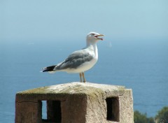 Fonds d'cran Animaux Mouette